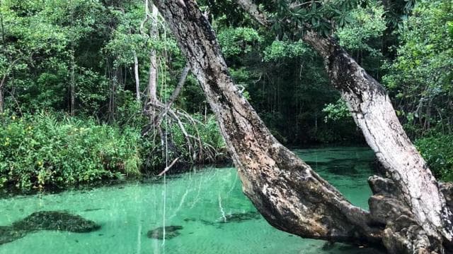 Punta Cana: Playa Rincon, Samana, & Cayo Levantado Day Trip