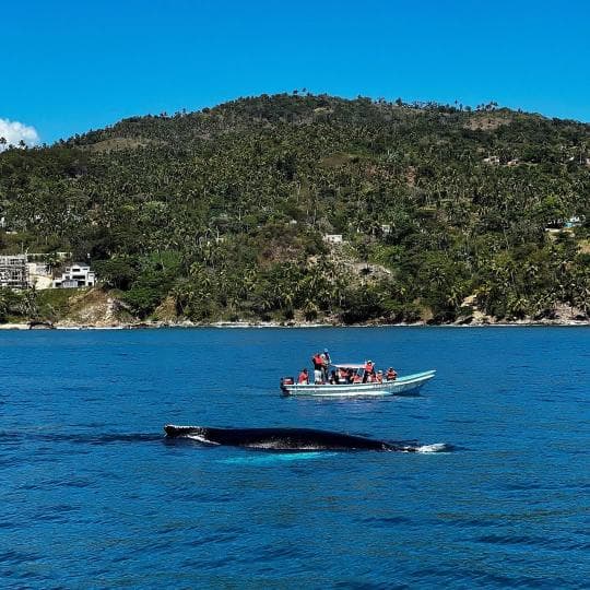 Whale Watching + Cayo Levantado from Sabana de la Mar