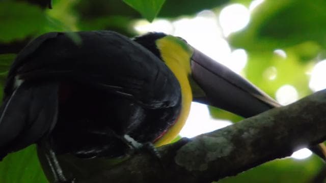 San José: La Paz Waterfall Gardens Half-Day Tour