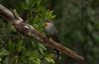 Los Haitises: Sunrise or Sunset wildlife focus