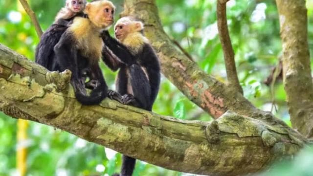 Quepos mangrove tour in Manuel Antonio by boat with monkeys