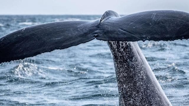 Uvita: Humpback Whales Wildlife Watching