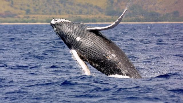 Costa Rica: Whale and Dolphin Watching
