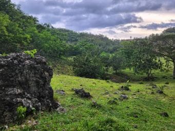 Samana: Private Los Haitises Expedition Caves & Mangroves