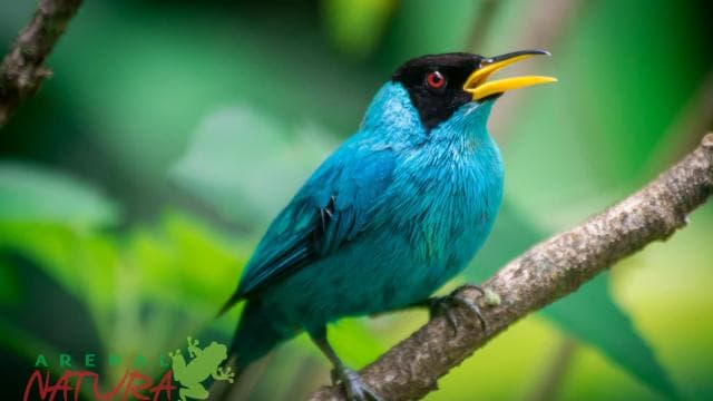 La Fortuna: Bird Watching Tour at Natura Park