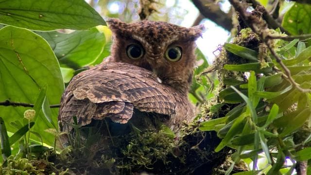 Monteverde: Birdwatching Half-Day Tour