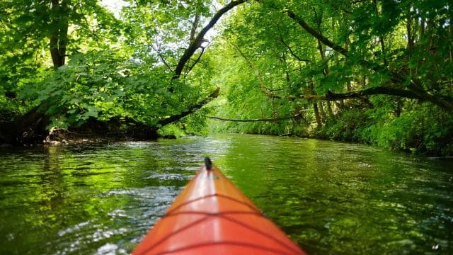 Kayaking Adventure: a 2-hour Wildlife Escape