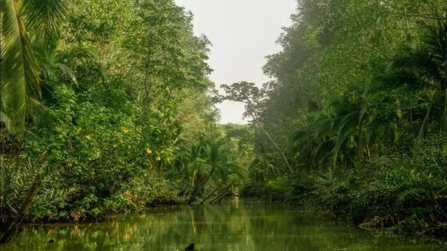 Manuel Antonio: Damas Island Mangrove Boat Tour with Lunch