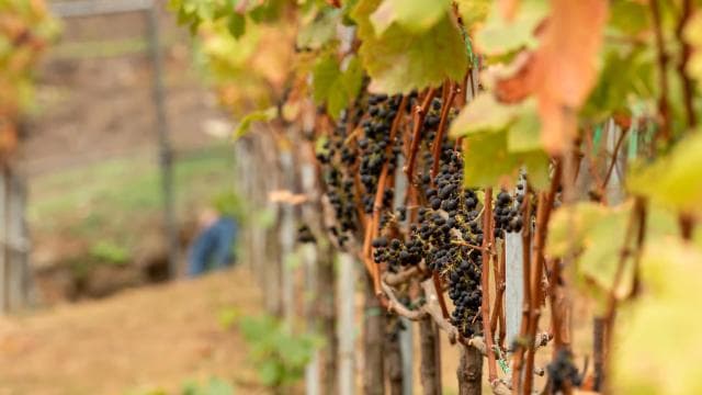Wine Tour and Golden Rush