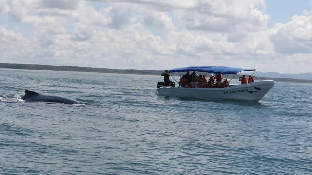 Marino Ballena National Park: Whale and Dolphin Watching