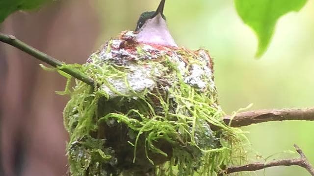 Monteverde: Exploring the Cloud forest