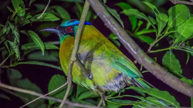Monteverde Cloud Forest Night Walking Tour – Explore Nocturnal Wildlife