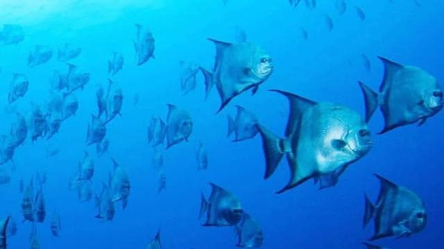 Flamingo & Tamarindo : Snorkeling at Las Catalinas Islands