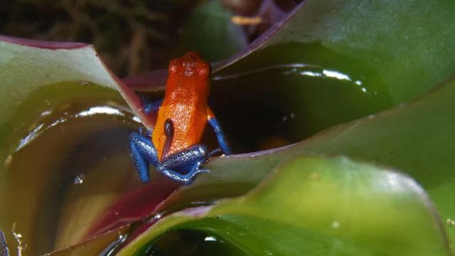La Fortuna:Butterflies, birds, sloths and Trails Guided Tour
