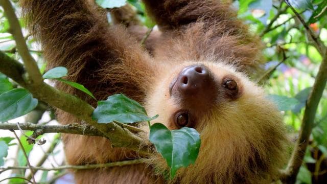 La Fortuna-Breath Taking Sloth Tour & Tortilla Experience.