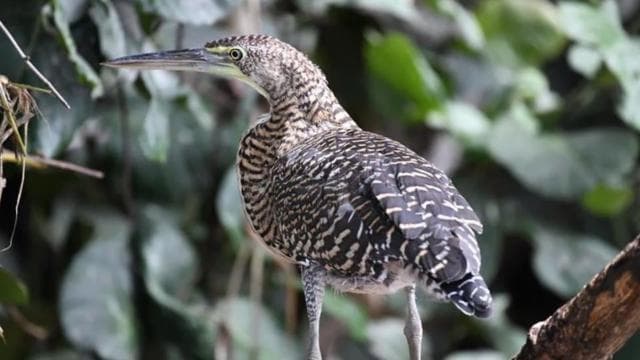 Papagayo Gulf: Palo Verde National Park Boat Tour