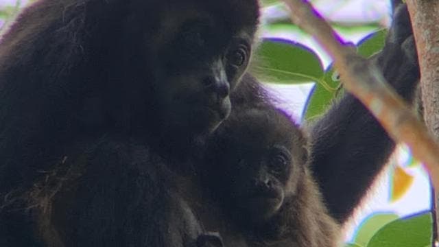 Cahuita: Walking Tour and Wildlife Sightseeing, Tour with Tour Guide