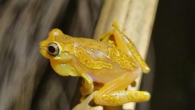 Night Tour Rainforest Guided Tour: la fortuna