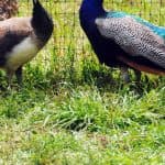 Punta Cana: Xploration Animal Park Bus Tour with Encounters