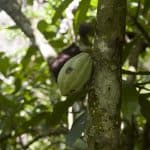 Samana: Bird Watching & Limon Waterfall