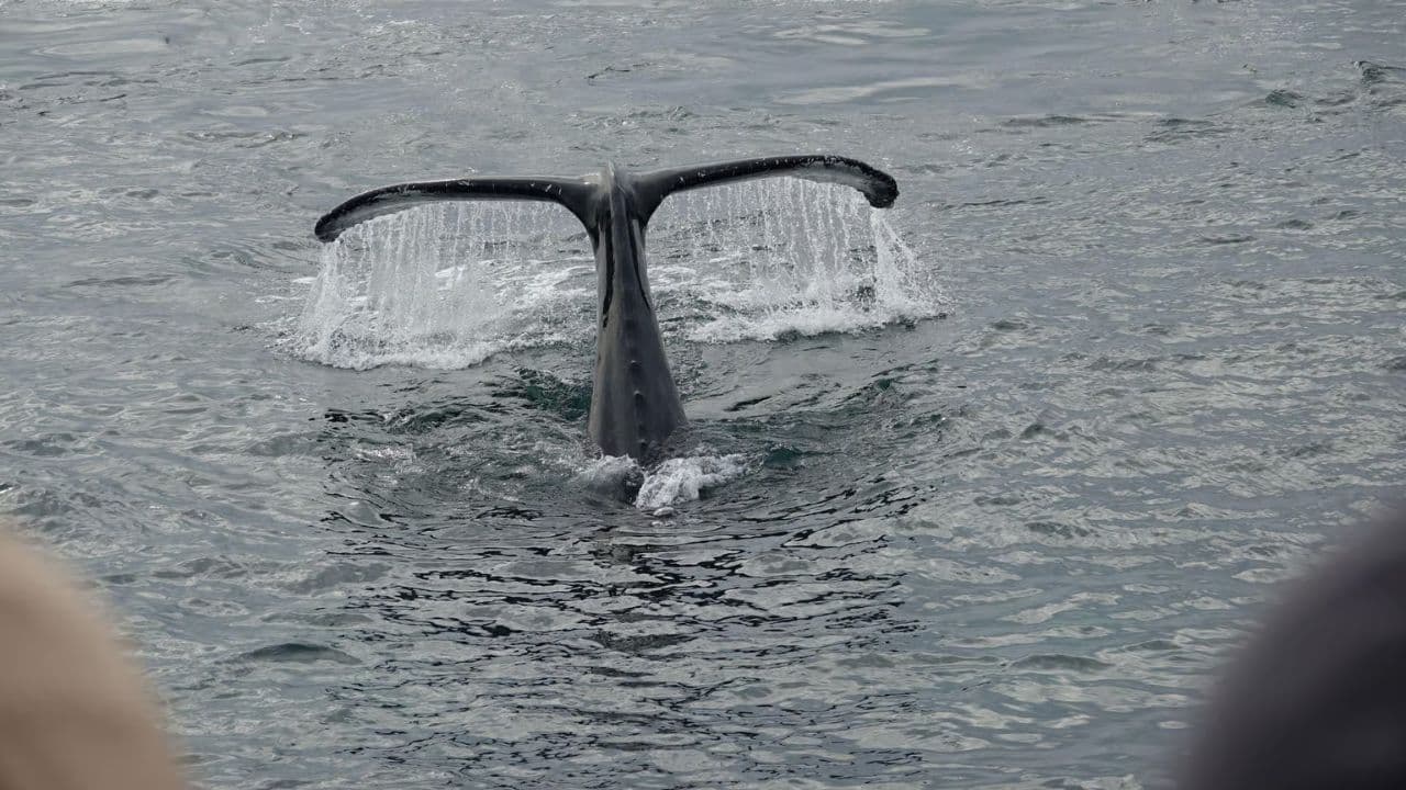 Samaná Whale Watching & Cayo Levantado (Bacardi Island) From Cap Cana