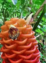 Puerto Plata: Taino Valley and Dominican Flavor Experience