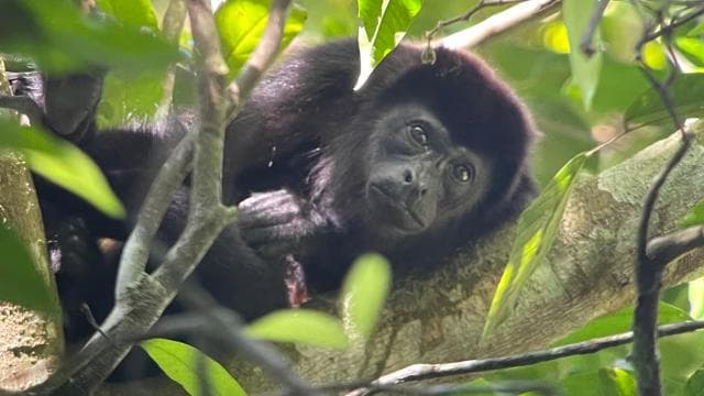 Private Manuel Antonio National Park