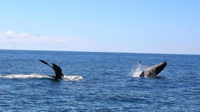 Uvita: Whale Watching Tour in Marino Ballena National Park