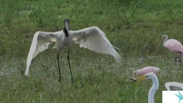 Caño Negro: rivers and lagoons: bird, flora and fauna tour