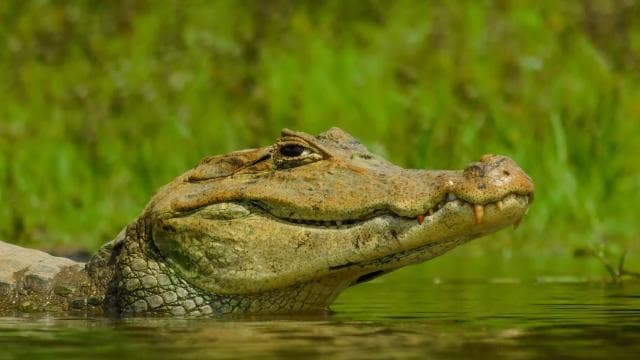 Caño Negro: Wildlife Discovery Tour