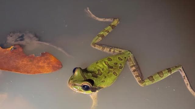 Puerto Jimenez: Nighttime Wildlife Hike with a Local Guide