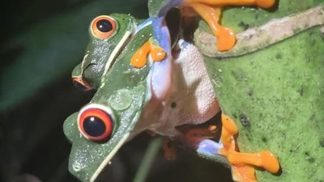 Night Tour Rainforest Guided Tour: la fortuna
