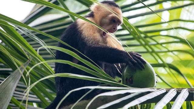 Quepos Costa Rica: Mangrove Monkey Tour