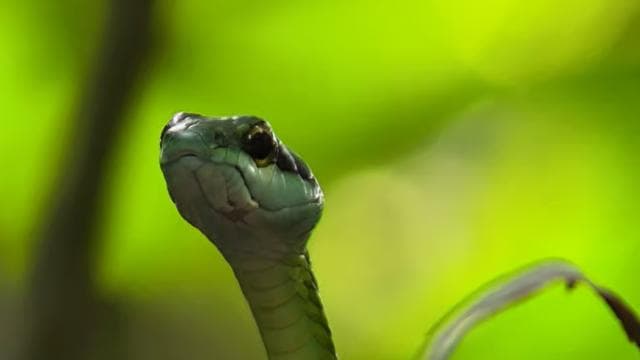 Manuel Antonio National Park Guided Hike