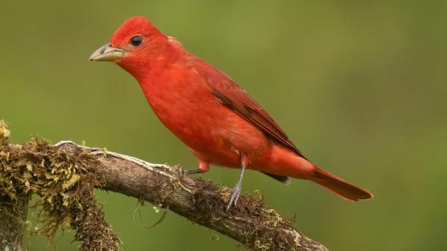 Monteverde: Half-Day Bird Watching Tour