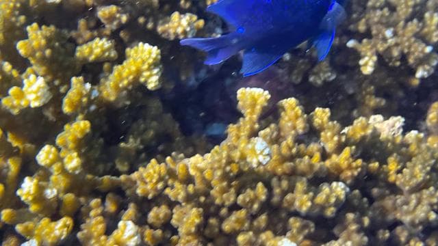 Isla del Caño: Snorkeling