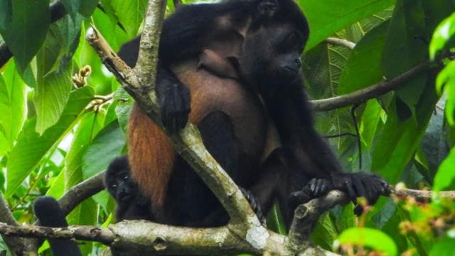 Manuel Antonio National Park: Private Nature Experience