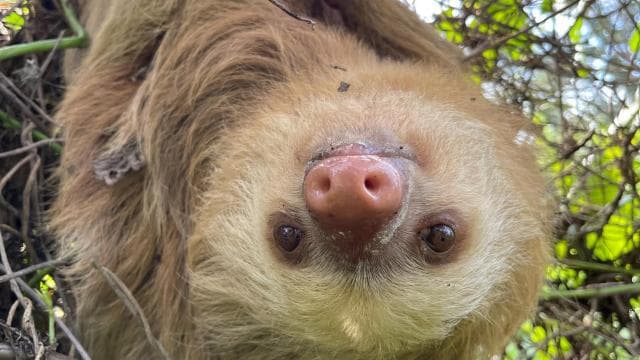 Puerto Limón: Tortuguero, Maratopia, Cahuita, banana plantation, and much more: tour