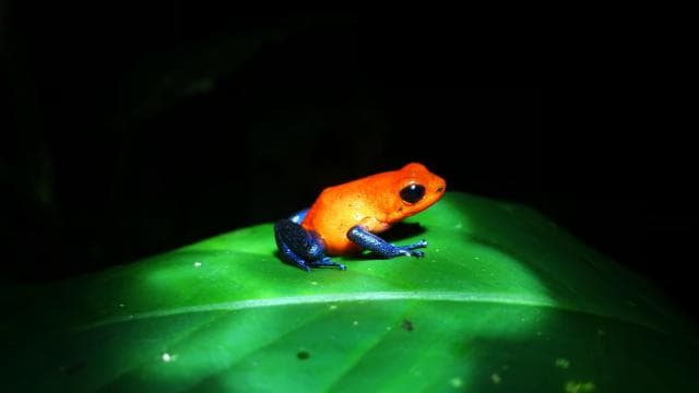 La Fortuna: Chocolate tour and Night walk Don Juan Arenal