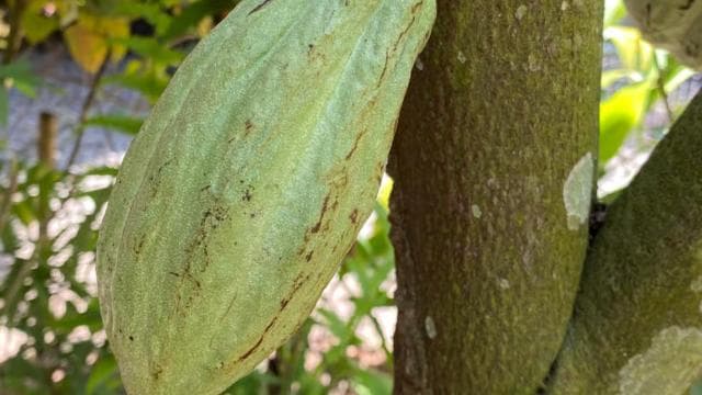 Puerto Viejo: Medicinal and Edible Plant Class
