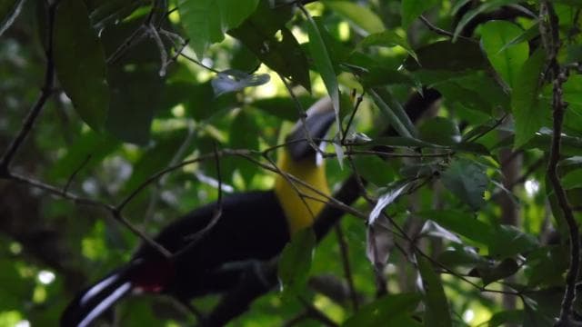 San José: La Paz Waterfall Gardens Half-Day Tour