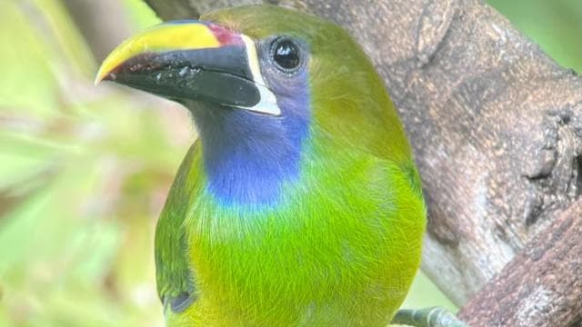 Monteverde: Birdwatching Half-Day Tour