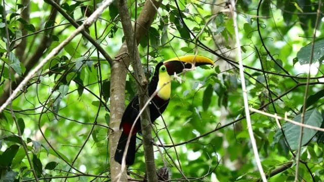 Uvita: Hiking in Corcovado National Park