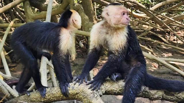 Manuel Antonio: Kayak Tour in the Mangroves to see animals