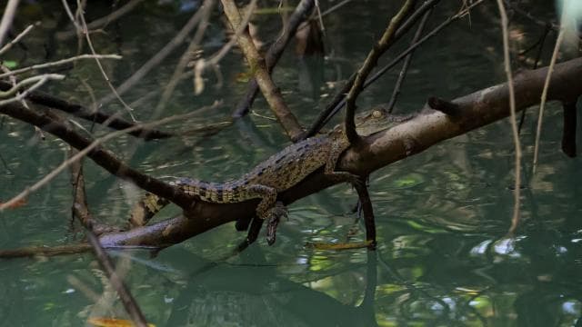 Manuel Antonio Mangrove Boat Tour