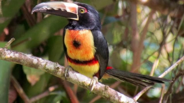 Uvita: Marino Ballena National Park Private Guided Walk Tour