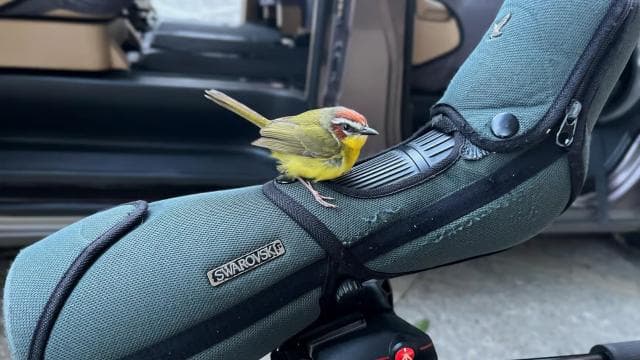 Monteverde: Birdwatching Half-Day Tour