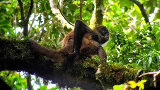 Monteverde: Cloud Forest Tour with a local Guide