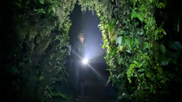 Monteverde: Night Walk in the Magical Forest