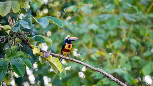 Drake Bay - Bird Watching Tour